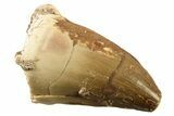 Fossil Mosasaur (Thalassotitan) Tooth - Morocco #341492-1